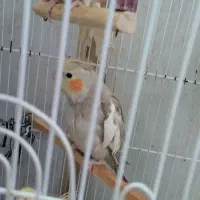 عروس نر سخنگو|پرنده|قشم, |دیوار