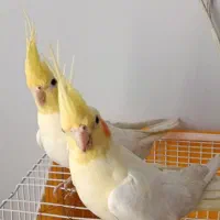 جفت عروس هلندی لوتینو