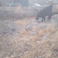 فروش دوعدد بزغاله