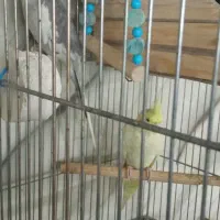 عروس هلندی جفت با قفس|پرنده|تهران, باغ خزانه|دیوار