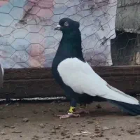 دسته کبوتری بهبهانی دمبی سینه کله دم سفید