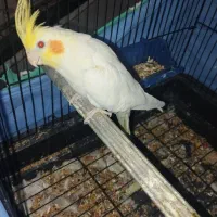 عروس هلندی|پرنده|قم, ولیعصر|دیوار