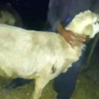 قوچ پلنگی