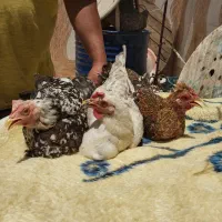 مرغ گلین عربی