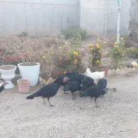 بوقلمون|حیوانات مزرعه|گل تپه, |دیوار