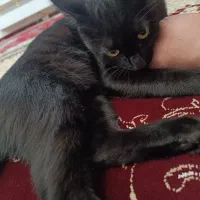 گربه سیاه ماده
