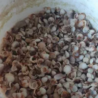 صدف اکواریون