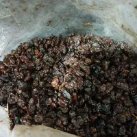 کشمش پاک شده آفتابی مخصوص ابگیری و خرما