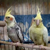 یک جفت عروس هلندی