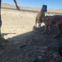 سگ افغان نژاد سرابی6 ماهه