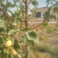 فروش باغچه ۱۳۰۰ متری درمنطقه ای آینده دار نجم آباد|فروش زمین و ملک کلنگی|نظرآباد, نجم آباد|دیوار