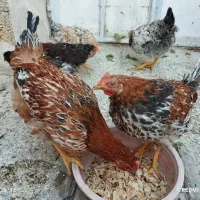 مرغ خانگی|حیوانات مزرعه|یزد, |دیوار