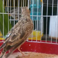 سره خاکی
