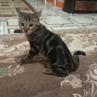 گربه دی اس اچ