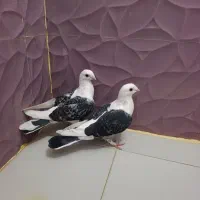 پشتی چنگ ریز نر ماده جوون