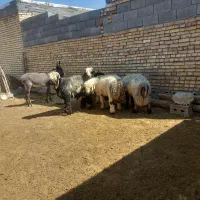 بره تخمی روزگاری