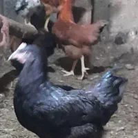 فروش کلی جزعی  انواع طیور شاقاجی|حیوانات مزرعه|سنگر, |دیوار