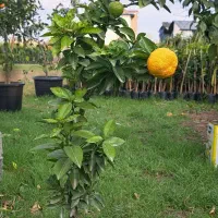 فروش نهال صنوبر کبوده با چک و مرکبات در مازندران|گل و گیاه طبیعی|ساری, |دیوار