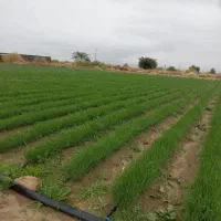 نشا پیاز سفید مینروا