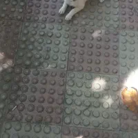 سگ پاکوتاه|سگ|خلخال, |دیوار