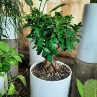 فیکوس ابلق|گل و گیاه طبیعی|گلپایگان, |دیوار