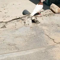 پرنده|پرنده|لنده, |دیوار