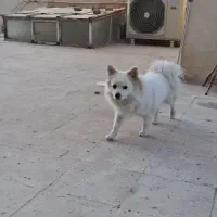 سگ پامرین روباهی بازی گوش.|سگ|قرچک, مهدیه|دیوار