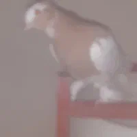 جوجه طوقی سه بردار