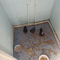 کبوتر