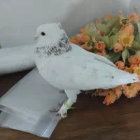 کبوتر کاشونی|پرنده|فرخشهر, |دیوار