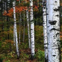 فروش چوب سفیدار