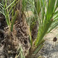 فروش انواع پاجوش نخل خرما