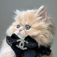 گربه پرشین سوپر فلت ماده