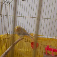 قناری  نر نوچه جوجه امسال به همراه قفس کلبه ای