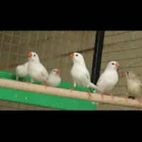 فنج سفید و آهویی|پرنده|کازرون, |دیوار