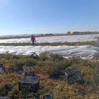 فوم - کاورضدسرمازدگگی|گل و گیاه طبیعی|جیرفت, |دیوار