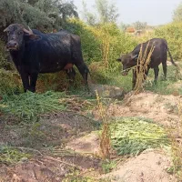 گاومیش