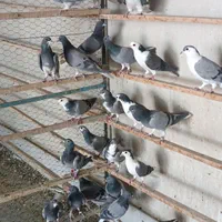 سیاپشت خرقه یا بدرنگ|پرنده|اصفهان, دهنو (محمدآباد)|دیوار