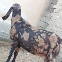 تکشاد گلابی اصل با پلنگی و کاموری|حیوانات مزرعه|هامون, |دیوار