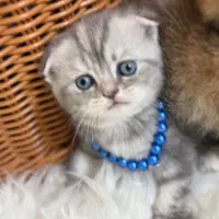 گربه اسکاتیش و بریتیش اصیل جذاب|گربه|گرگان, |دیوار