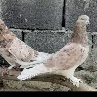 کبوتر سرور هما