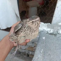 بلدرچین تخمگذار