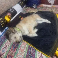 سگ‌ پا کوتاه نژاد دار ....نژاد تریر|سگ|بافت, |دیوار