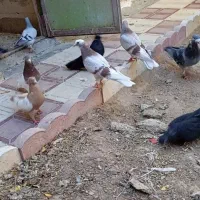 کبوتر ‌باخت