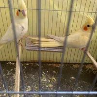 جوجه عروس هلندی