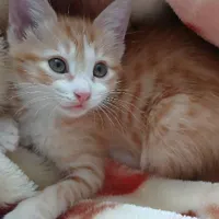 گربه خانگی نژاد دار شرایط خوب