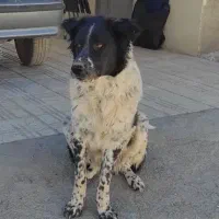 سگ گله|حیوانات مزرعه|فرخشهر, |دیوار