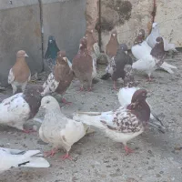 کبوتر باشلی