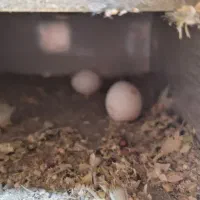 شهرک چمران|پرنده|چمران, |دیوار