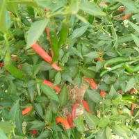 فلفل شمشیری تنددرجه یک|عمدهفروشی|جهرم, |دیوار